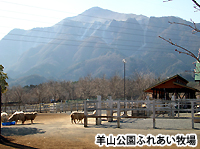 羊山公園ふれあい牧場